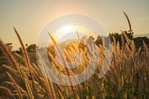 Spring or summer abstract season nature background with grass