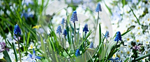 Spring summer background, blooming blue hyacinth on a green glad