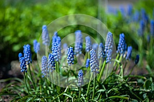 Spring summer background, blooming blue hyacinth on a green glad