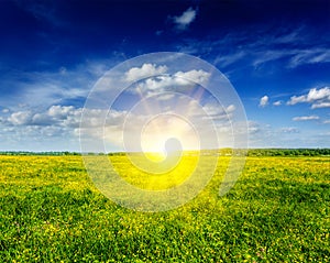 Spring summer background - blooming field meadow