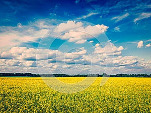 Spring summer background - canola field with blue sky