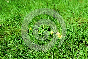 Spring-summer background a few yellow flowers on a bright green grass lawn