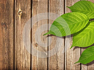 Spring or Summer Background Green Leaves on Wood