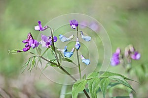 Spring summer background - lilac-blue spring flowers of the spring vetchling Lathyrus vernus in the spring forest.