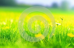 Spring-Summer Background with Lush Green Grass and Wild Yellow Flowers on a Morning Lawn.