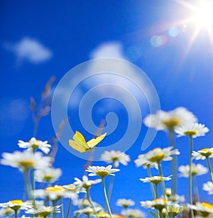 spring summer background with on wildflowers and fly butterfly on a blue sunny sky background