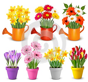 Spring and summer colorful flowers in pots photo