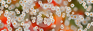 Spring-Summer concept. Chamomile flower pattern background. Flower pattern for design, wallpaper, fabric. 3d illustration