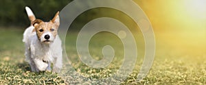 Spring, summer concept - cute happy pet dog puppy playing in the grass, web banner