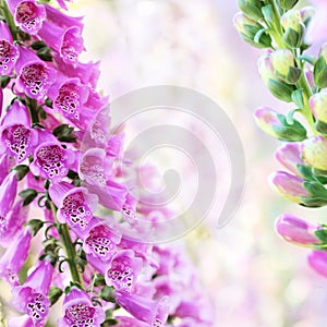 Spring summer digitalis or foxglove flowers