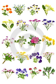 Spring Summer Edible British Flower Collection