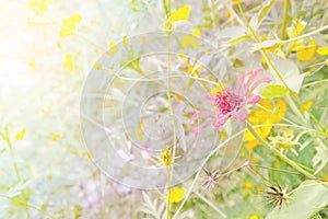 Spring or summer floral abstract background. Flower beautiful