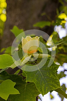 Spring and summer floral background.Close-up, Liriodendron selective focus. T