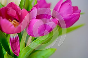 Spring Summer Flower Aesthetic . Defocused macro shots of white and pink tulips