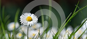 Spring summer flower background banner panorama - Close-up from green meadow with beautiful white daisy flowers   Bellis perennis