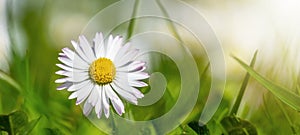 Spring summer flower background banner panorama - Close-up from green meadow with beautiful white daisy flowers   Bellis perennis