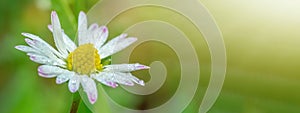 Spring summer flower background banner panorama - Closeup of green meadow with beautiful white daisy flowers  Bellis perennis