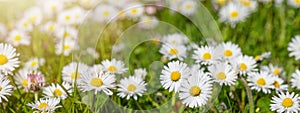 Spring summer flower background banner panorama - Green meadow with beautiful white daisy flowers   Bellis perennis  in sunny