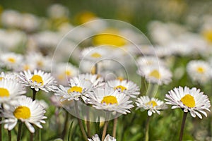 Spring and Summer Flower Bed Macro Landscape Scene