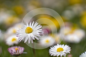 Spring and Summer Flower Bed Macro Landscape Scene