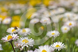 Spring and Summer Flower Bed Macro Landscape Scene