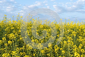 Spring summer flowers field concept background blooming canola fields with blue sky and clouds