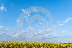 Spring summer flowers field concept background blooming canola fields with blue sky and clouds.Copy space for text or