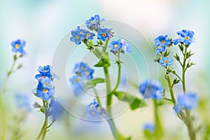 Spring or summer flowers landscape. Blue flowers of Myosotis or forget-me-not flower on sunny blurred background