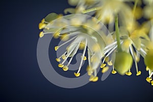 Spring and summer flowers. Magic background. Concept view. Macro