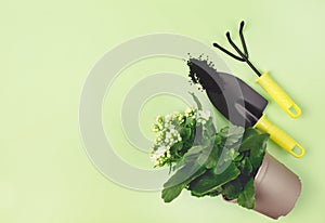 Spring or Summer Gardening Concept Top View Flat Lay Copy Space Flower in a Pot Garden Shovel and Rake Green Background