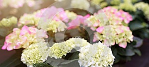 Spring summer gardening floral flower background banner panorama - Close up of beautiful green blooming Hydrangea / Hortensia in