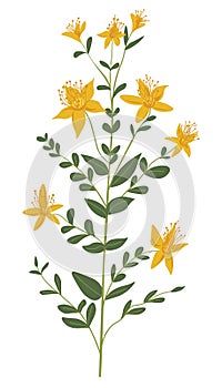 Spring or summer grass plant in blossom vector