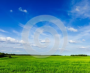 Spring summer green field scenery lanscape