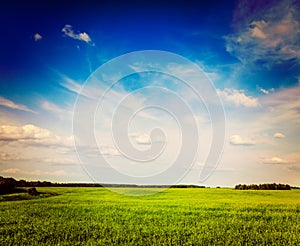 Spring summer green field scenery lanscape