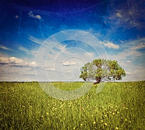Spring summer green field scenery lanscape with single tree
