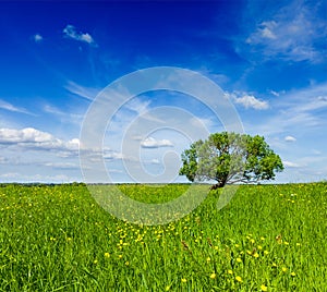 Spring summer green field scenery lanscape with single tree