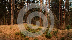 spring-summer hilly pine forest. beautiful panoramic landscape in the warm evening light of the setting sun photo