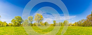 Summer spring landscape panorama. Green trees and green grass under blue sky