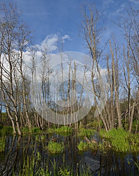 Spring summer landscape blue sky clouds