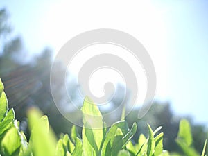 Spring or summer landscape, green grass on the blue sky background with sun rays