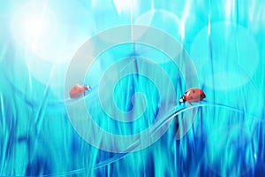Spring summer natural background. Two Red ladybugs on a blue grass. Artistic creative bright multi-colored image.