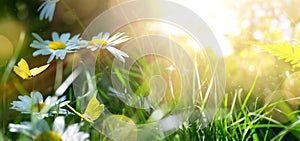 Spring or summer nature background with blooming white flowers and fly butterfly against sunrise sunlight