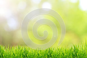 Spring or summer and nature grass field with sunny background