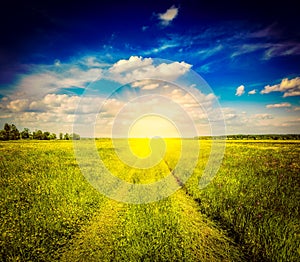 Spring summer rural road in green field landscape