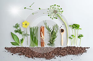 Spring summer salad food, herb garden concept with dandelion