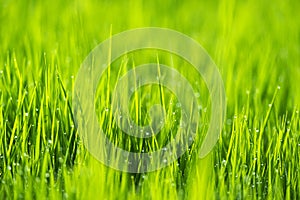 Spring or summer season abstract nature background.