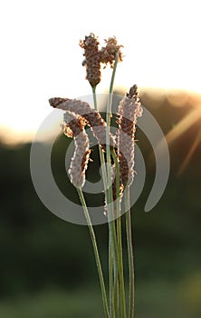 spring summer sun in the grass nature