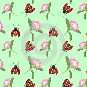 Spring-summer vector pattern with a protea flower and a ladybug