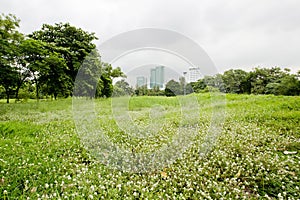 Spring and summer wallpaper with green grass and small white flo