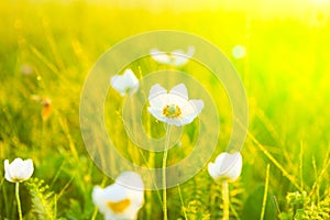 Spring summer wallpaper with green grass and white flowers